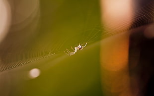 brown spider on web in shallow focus photography